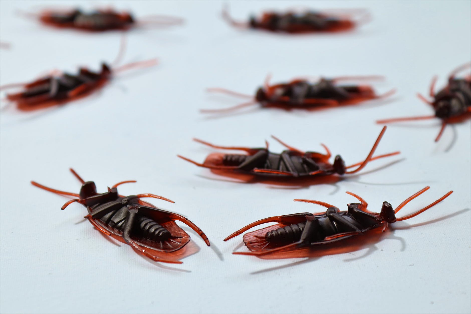 Close-up of plastic cockroaches on a light surface
